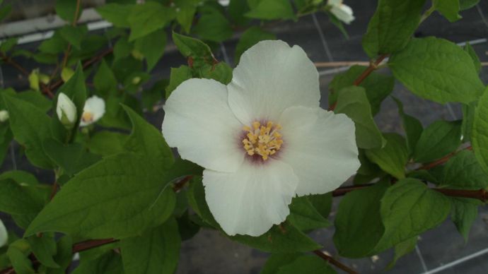 Philadelphus ‘Belle Etoile’- ©Didier Debut